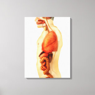 Toile Anatomie de corps humain montrant les organes