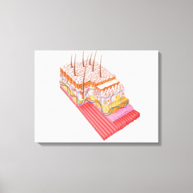 Toile Anatomie De La Peau Humaine (Recto)