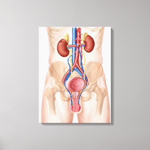 Toile Anatomie de l'appareil urinaire masculin