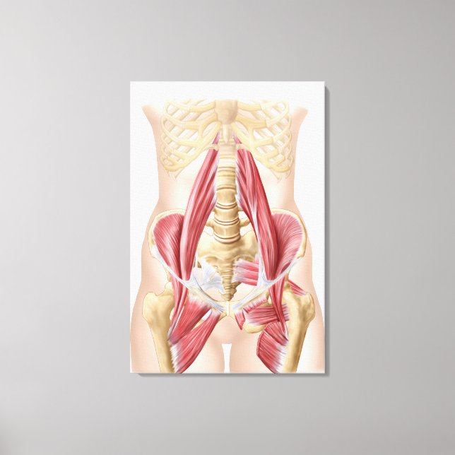 Toile Anatomie De L'Iliopsoa, Les Muscles De Hip Dorsal (Recto)