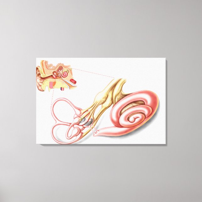 Toile Anatomie De L'Oreille Humaine, Labyrinthe Membrane (Recto)