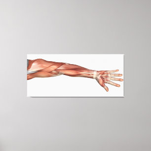 Toile Anatomie de muscle du bras humain, vue antérieure