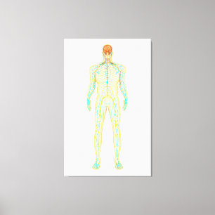 Toile Anatomie de système nerveux et lymphatique humain