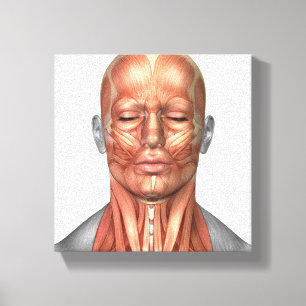 Toile Anatomie Des Muscles Du Visage Et Du Cou Humains, 