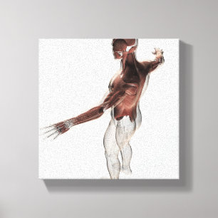 Toile Anatomie des muscles masculins dans le corps