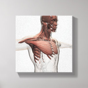 Toile Anatomie des muscles masculins dans le corps
