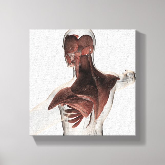 Toile Anatomie Des Muscles Masculins Dans Le Corps Supér (Recto)