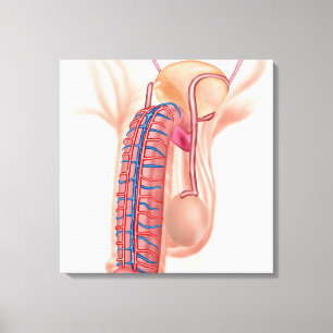 Toile Anatomie Des Organes De Reproduction Masculins