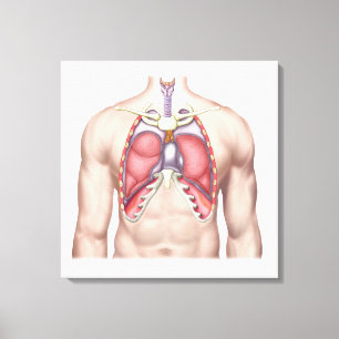 Toile Anatomie Des Poumons Humains En Situ