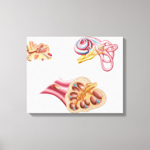 Toile Anatomie du conduit cochléaire dans l'oreille
