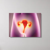 Anatomie Du Corps Féminin Avec Utérus
