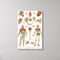 Anatomie du corps humain