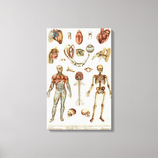 Toile Anatomie du corps humain