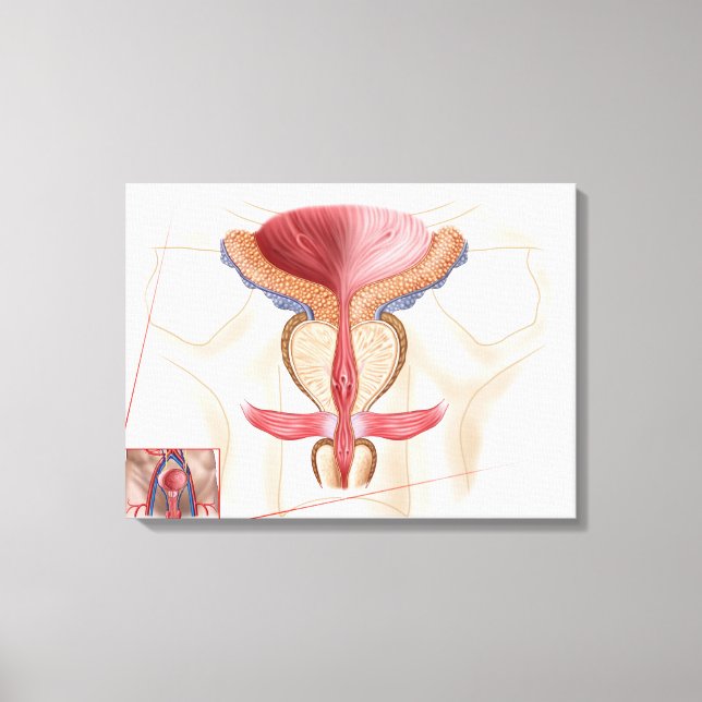 Toile Anatomie Du Glande Prostate (Recto)