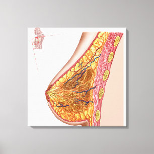 Toile Anatomie du sein femelle