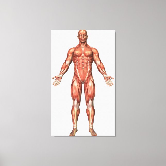 Toile Anatomie Du Système Musculaire Masculin, Vue Avant (Recto)