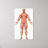 Anatomie Du Système Musculaire Masculin, Vue Avant