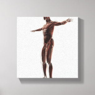 Toile Anatomie Du Système Musculaire Masculin, Vue Côtiè