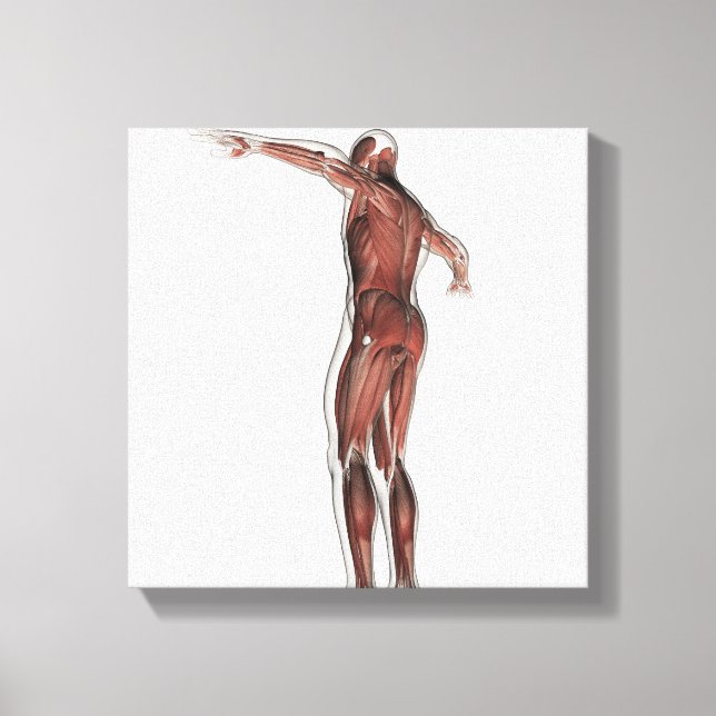 Toile Anatomie Du Système Musculaire Masculin, Vue Posté (Recto)