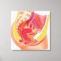 Anatomie Du Système Reproductif Féminin 1