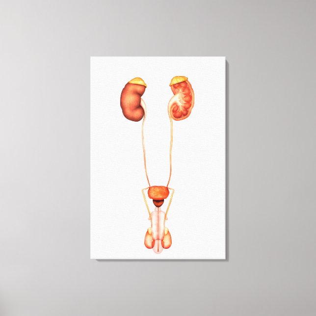 Toile Anatomie Du Système Urinaire Homme Humain, Vue Ava (Recto)