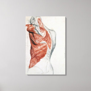 Toile Anatomie humaine ; Muscles du torse et de l'épaul