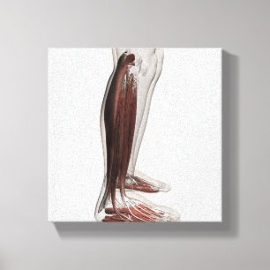 Toile Anatomie masculine de muscle des jambes humaines,