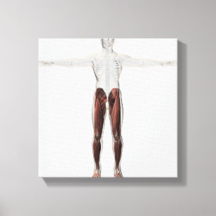 Toile Anatomie Musculaire Homme Des Jambes Humaines, Ant