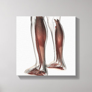 Toile Anatomie Musculaire Homme Des Jambes Humaines, Ant