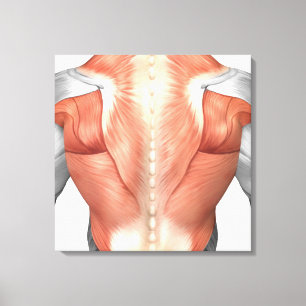 Toile Anatomie Musculaire Masculine Du Dos Humain 1