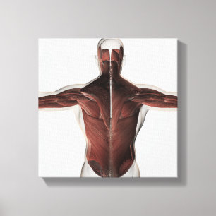 Toile Anatomie Musculaire Masculine Du Dos Humain 2