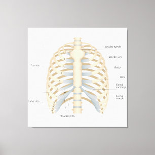 Toile Anatomie thoracique humaine