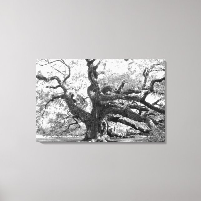 Toile Angel Oak on canvas (Recto)