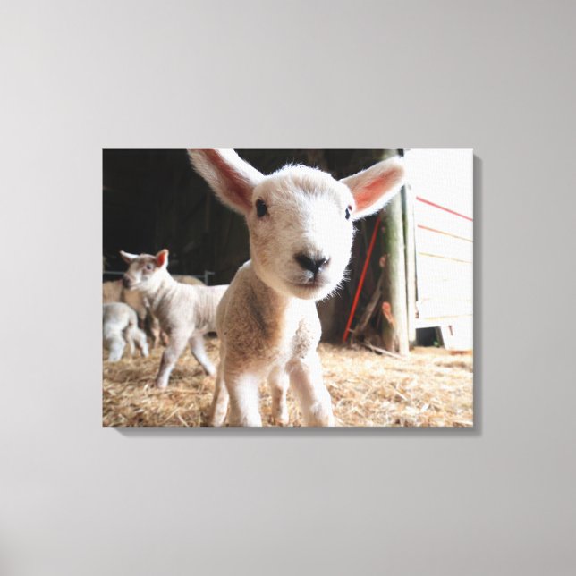 Toile Animaux de bébés cutest | Agneau mignon dans une f (Recto)