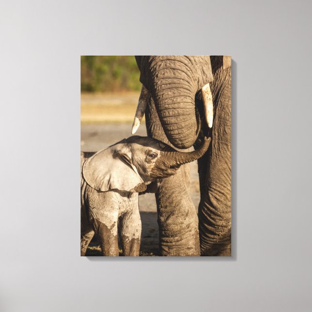 Toile Animaux de bébés cutest | Baby Elephant & Mama (Recto)