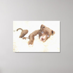 Toile Animaux de bébés cutest   Baby Pit Bull Puppy