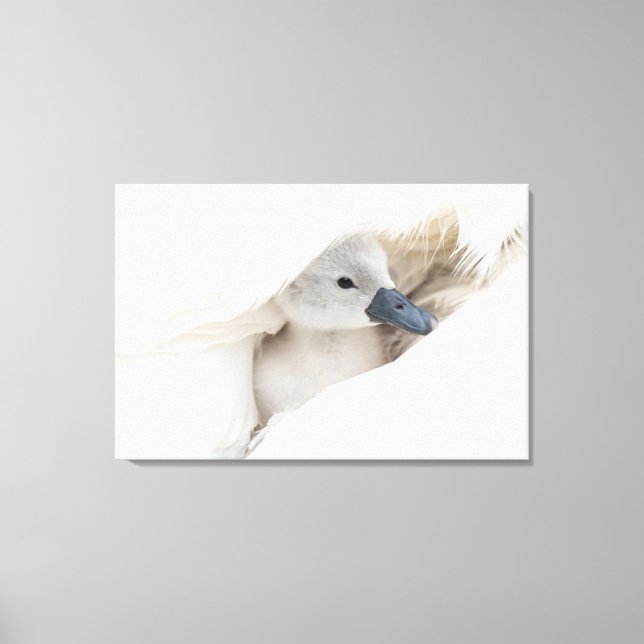 Toile Animaux de bébés cutest | Bébé Mute Swan (Recto)