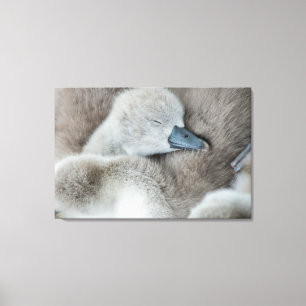 Toile Animaux de bébés cutest   Bébé Mute Swan