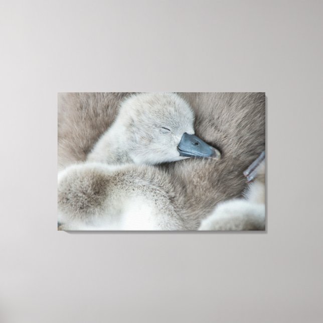 Toile Animaux de bébés cutest | Bébé Mute Swan (Recto)