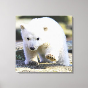 Toile Animaux de bébés cutest   Bébé Ours polaire