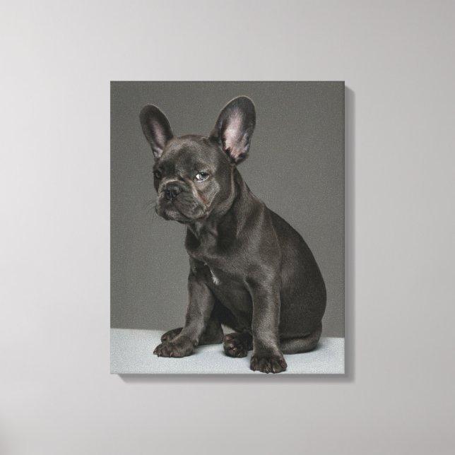 Toile Animaux de bébés cutest | Blue French Bulldog Pupp (Recto)