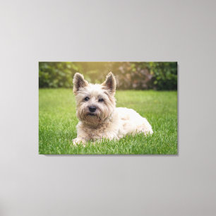 Toile Animaux de bébés cutest   Cairn Terrier Dog