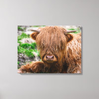 Animaux de bébés cutest | Calf de vache des Highla