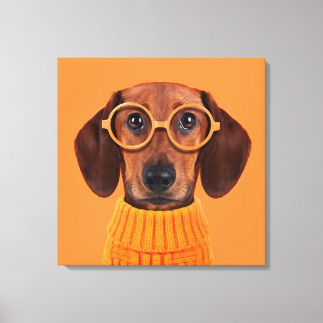 Toile Animaux de bébés cutest | Chandail orange Dachshun (Recto)