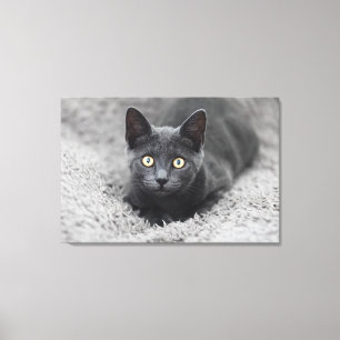 Toile Animaux de bébés cutest   Chat gris