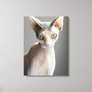 Toile Animaux de bébés cutest Chat Sphinx