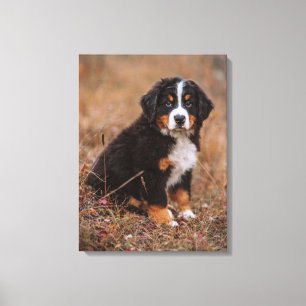 Toile Animaux de bébés cutest   Chien de montagne bernoi