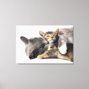 Toile Animaux de bébés cutest Cute Kitten Hug