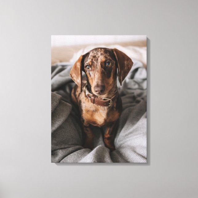 Toile Animaux de bébés cutest | Dachshund Dachshund Dach (Recto)