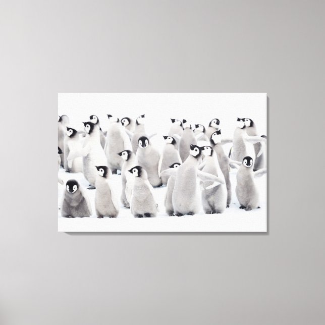 Toile Animaux de bébés cutest | Empereur Penguin Chicks (Recto)
